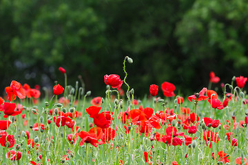 Image showing Many poppies in a field a cloudy sommer day