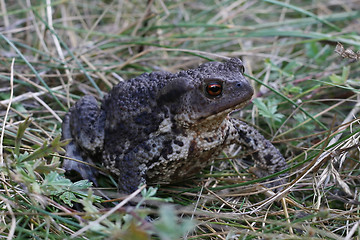 Image showing a toad bufo in the grass