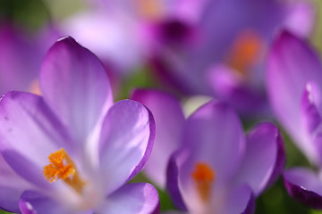 Image showing Close up of violet crocus flowers in a field