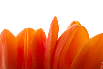 Image showing Orange and red tulip flowers closeup