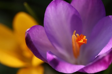 Image showing Close up of violet crocus flowers in a field