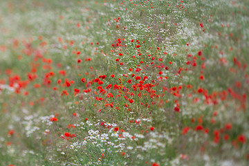 Image showing Many poppies in a field a cloudy sommer day