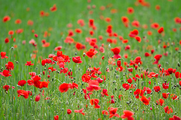 Image showing Many poppies in a field a cloudy sommer day