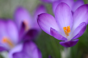 Image showing Close up of violet crocus flowers in a field