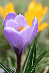 Image showing Close up of violet crocus flowers in a field