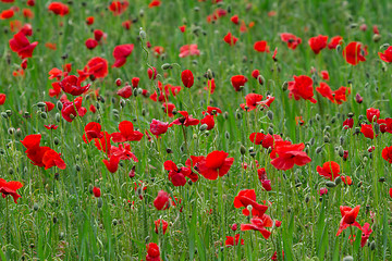Image showing Many poppies in a field a cloudy sommer day