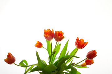 Image showing Orange and red tulip flowers closeup