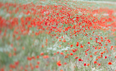 Image showing Many poppies in a field a cloudy sommer day