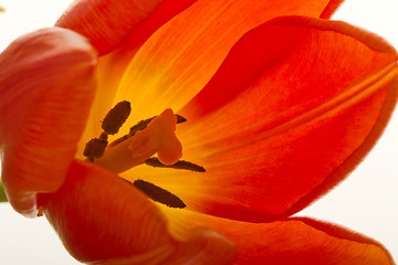 Image showing Orange and red tulip flowers closeup