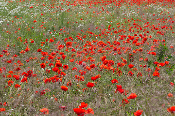 Image showing Many poppies in a field a cloudy sommer day