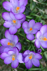 Image showing Close up of violet crocus flowers in a field