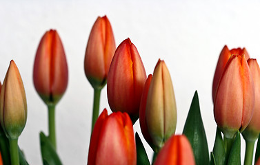 Image showing Orange and red tulip flowers closeup