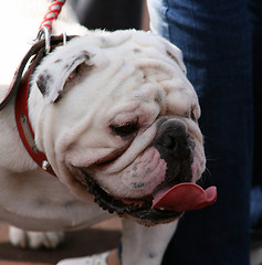 Image showing Bulldog