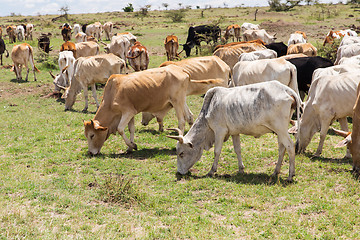 Image showing herd of cows grazing in savannah at africa