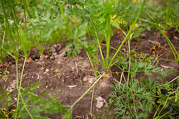 Image showing carrots growing on summer garden bed