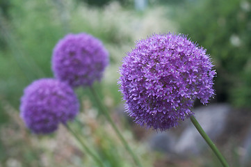 Image showing Allium Giganteum