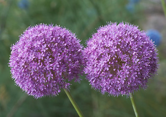 Image showing Allium Giganteum