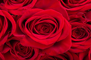 Image showing Bouquet of fresh red roses