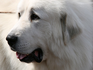 Image showing dog portrait