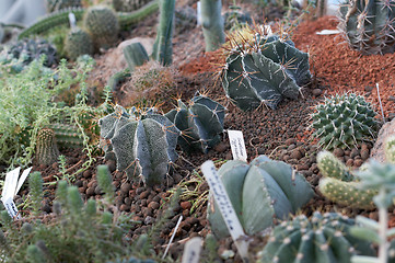 Image showing cactuses