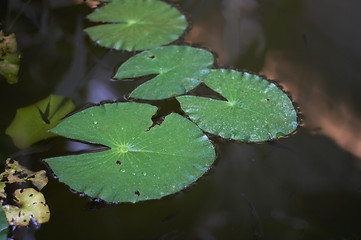 Image showing leaves