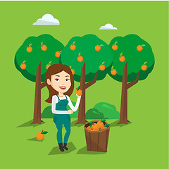 Image showing Farmer collecting oranges vector illustration.