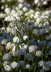 Image showing spring snowflake