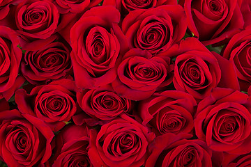 Image showing Bouquet of fresh red roses