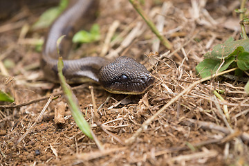 Image showing madagascar tree boa, Sanzinia madagascariensis