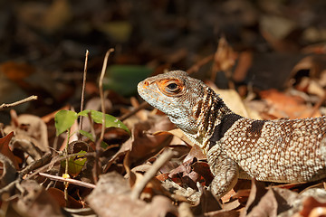 Image showing collared iguanid lizard, madagascar