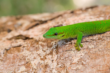 Image showing Phelsuma madagascariensis day gecko, Madagascar