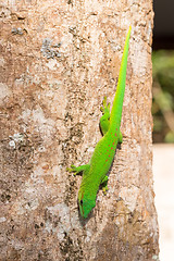 Image showing Phelsuma madagascariensis day gecko, Madagascar