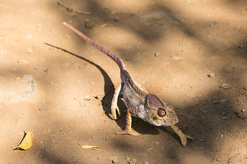 Image showing Malagasy giant chameleon, Madagascar