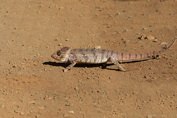 Image showing Malagasy giant chameleon, Madagascar