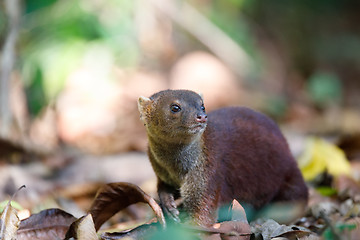 Image showing Ring-tailed mongoose (Galidia elegans) Madagascar