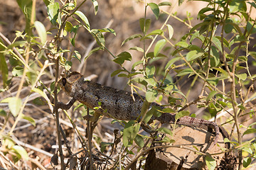 Image showing Malagasy giant chameleon, Madagascar