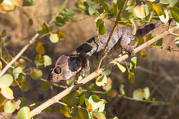 Image showing Malagasy giant chameleon, Madagascar