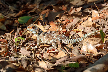 Image showing collared iguanid lizard, madagascar