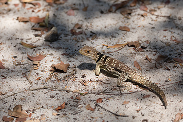 Image showing collared iguanid lizard, madagascar