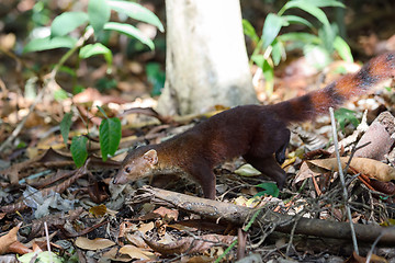 Image showing Ring-tailed mongoose (Galidia elegans) Madagascar