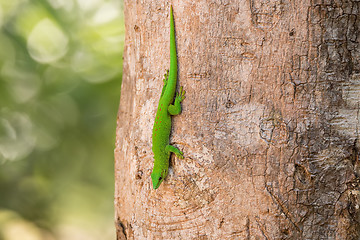 Image showing Phelsuma madagascariensis day gecko, Madagascar