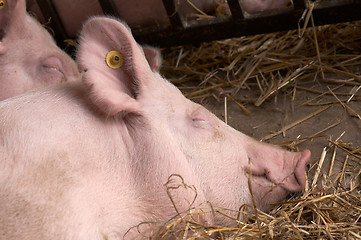 Image showing Pig