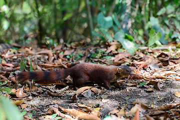 Image showing Ring-tailed mongoose (Galidia elegans) Madagascar