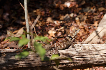 Image showing collared iguanid lizard, madagascar