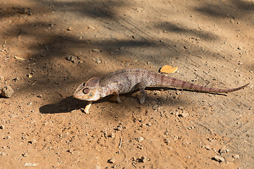 Image showing Malagasy giant chameleon, Madagascar