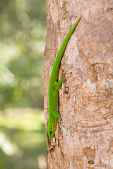 Image showing Phelsuma madagascariensis day gecko, Madagascar