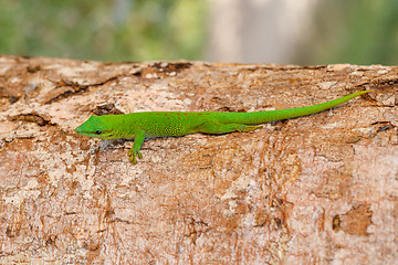 Image showing Phelsuma madagascariensis day gecko, Madagascar