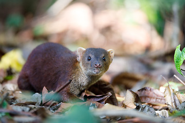 Image showing Ring-tailed mongoose (Galidia elegans) Madagascar