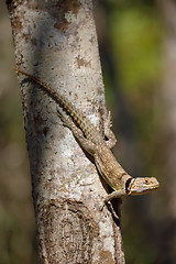 Image showing collared iguanid lizard, madagascar