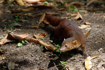 Image showing Ring-tailed mongoose (Galidia elegans) Madagascar